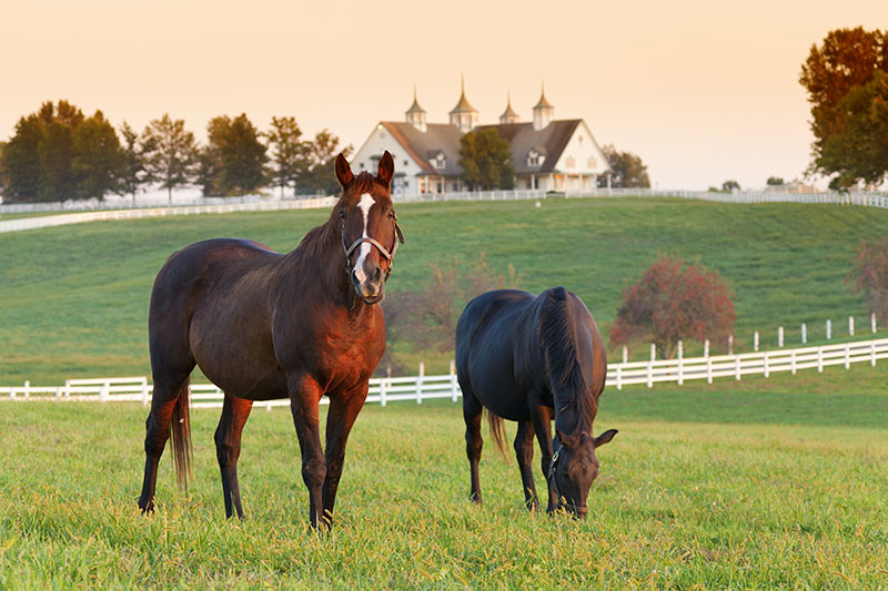 horse mortality insurance 