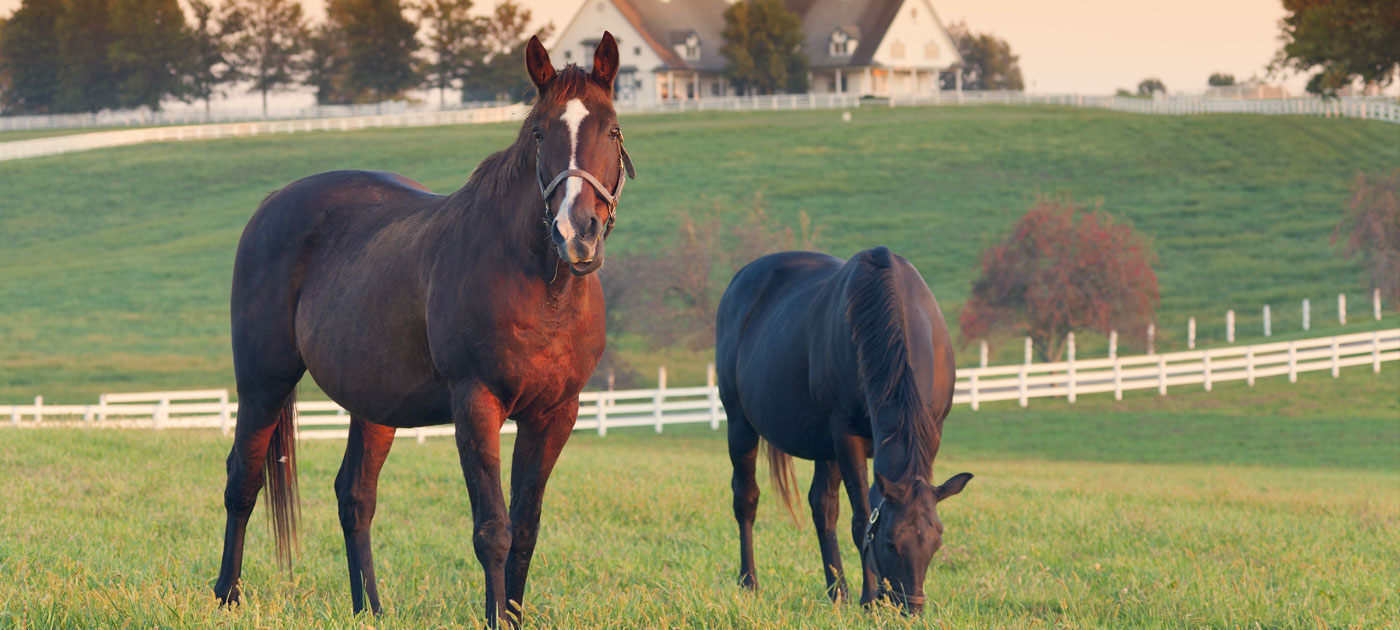 High Quality Horse Insurance Plans Arkagency Com Ark Agency Providing Quality Insurance And Risk Reduction Services In All 50 States For Over 35 Years