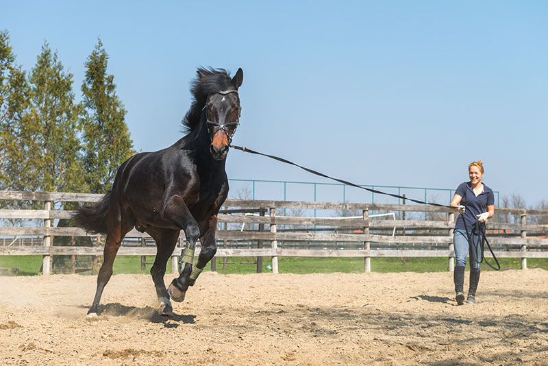 horse trainer insurance