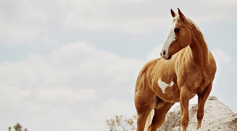 horse rescue club insurance