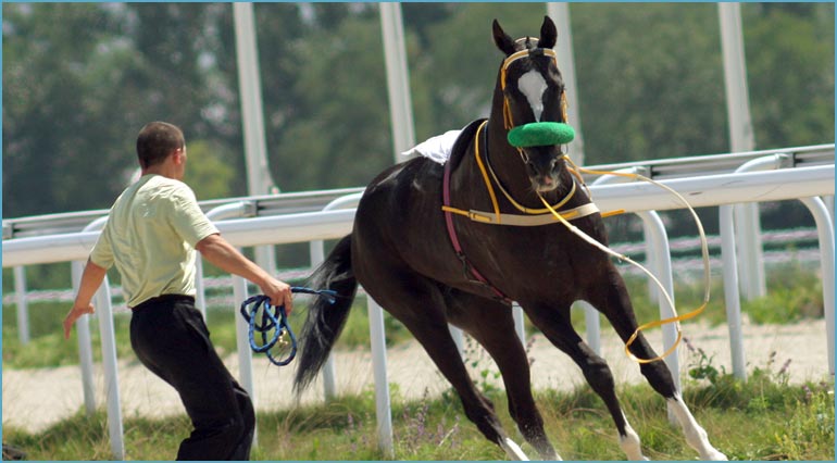 horse training instruction insurance